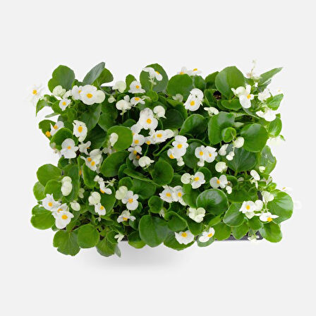 Begonya – Begonia Beyaz Renk 10 Adet
