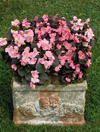 Begonya – Begonia Pembe Renk 10 Adet