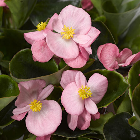 Begonya – Begonia Pembe Renk 50 Adet
