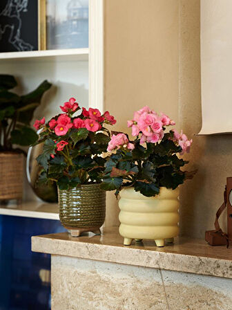 Begonya – Begonia Pembe Renk 50 Adet