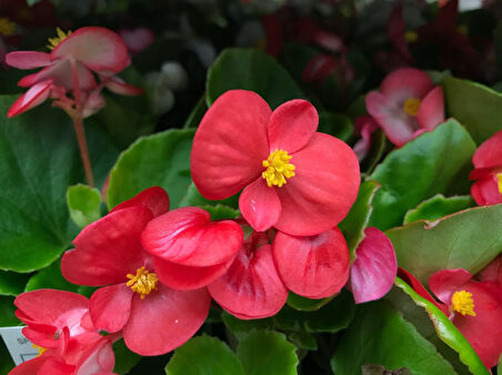Begonya – Begonia Kırmızı Renk 10 Adet