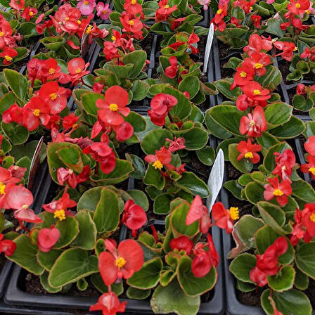 Begonya – Begonia Kırmızı Renk 10 Adet