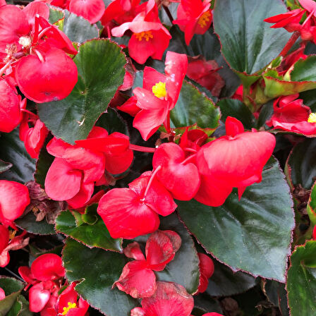 Begonya – Begonia Kırmızı Renk 10 Adet