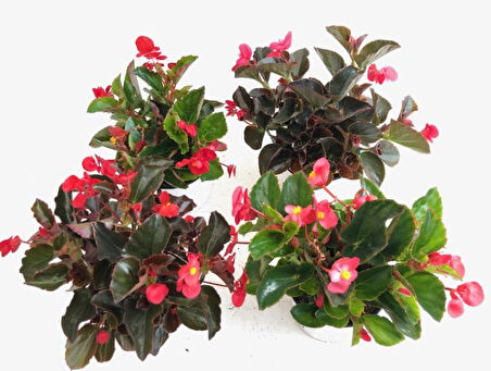 Begonya – Begonia Kırmızı Renk 10 Adet