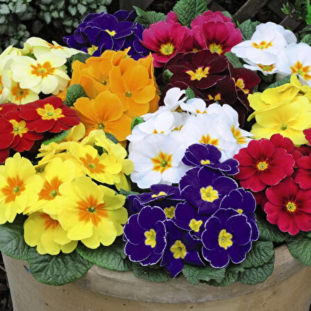 Çuha Çiçeği Primula 50 Adet