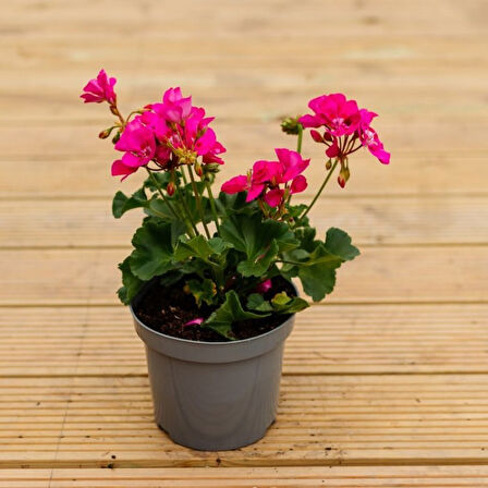 Sardunya Çiçeği Pembe Renk 10 Adet