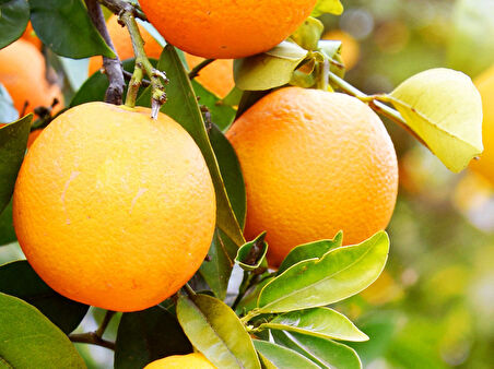 Washington Portakal Fidanı 3 Yaş Tüplü ve Aşılı 2 Adet