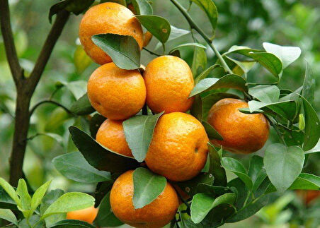 Satsuma Mandalina Fidanı 3 Adet 3 Yaş Tüplü ve  Aşılı