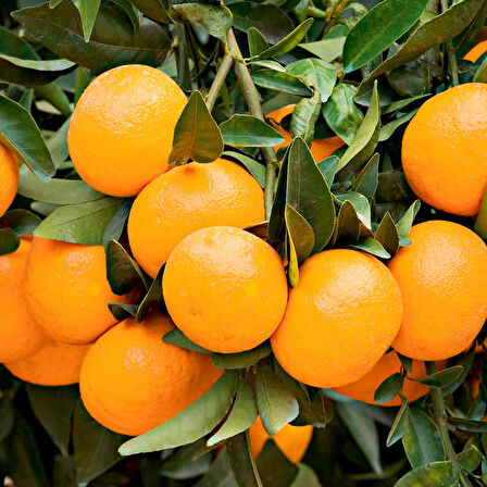 Satsuma Mandalina Fidanı  2  Adet 3 Yaş Tüplü ve  Aşılı
