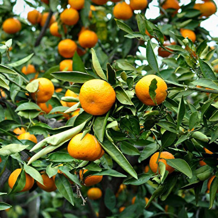 Satsuma Mandalina Fidanı  2  Adet 3 Yaş Tüplü ve  Aşılı