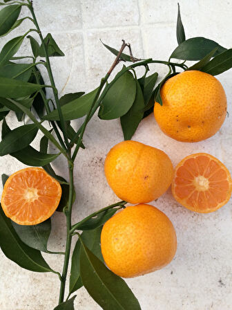 Satsuma Mandalina Fidanı  2  Adet 3 Yaş Tüplü ve  Aşılı