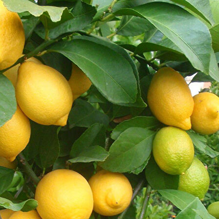 Yediveren Limon Fidanı 2 Adet 3 Yaş Tüplü ve Aşılı