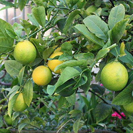 Yediveren Limon Fidanı 2 Adet 3 Yaş Tüplü ve Aşılı