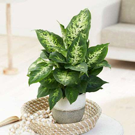 Dieffenbachia Compacta - 20-30 cm 2 Adet
