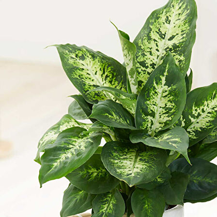 Dieffenbachia Compacta - 20-30 cm 2 Adet