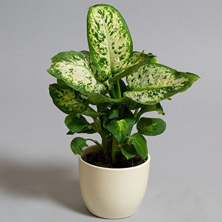 Dieffenbachia Compacta - 20-30 cm 2 Adet