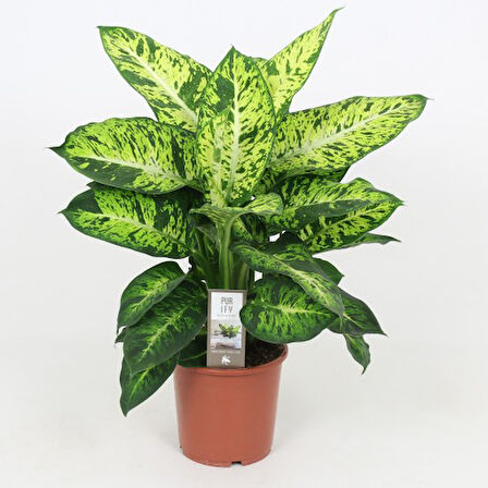 Dieffenbachia Compacta - 20-30 cm 2 Adet