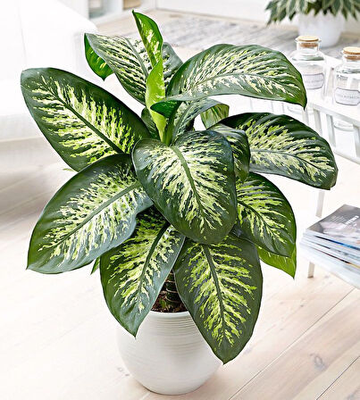 Difenbahya - Tropik 60-80 cm 5 Adet