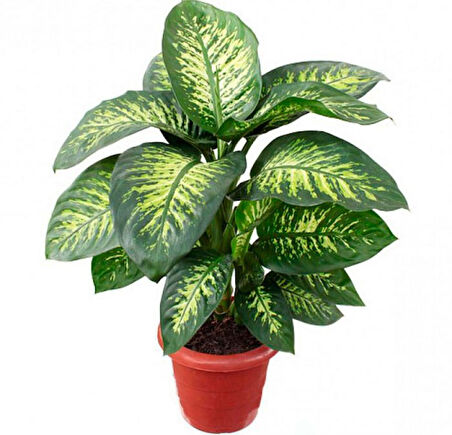 Difenbahya - Tropik 60-80 cm 5 Adet