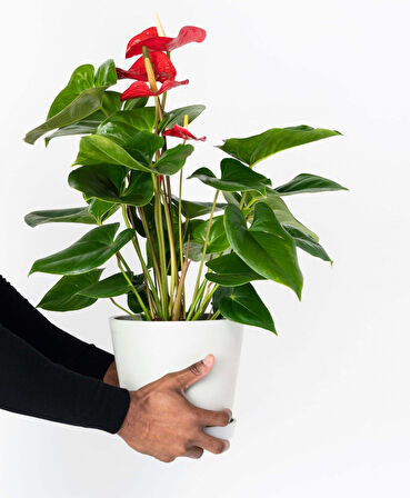 Anthoryum  - Flamingo Çiçeği (Anthurium) 2 Adet