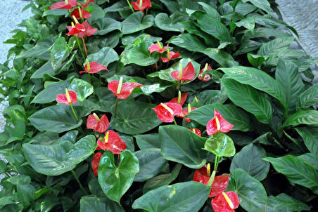 Anthoryum  - Flamingo Çiçeği (Anthurium) 2 Adet