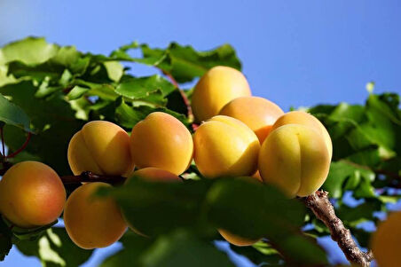 Malatya Kayısı Fidanı 3 Yaş Tüplü 3 Adet