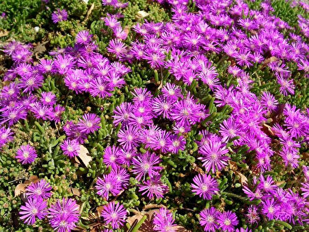 Acem Halısı Yer Örtücü- Yayılıcı Bitki 40 Adet