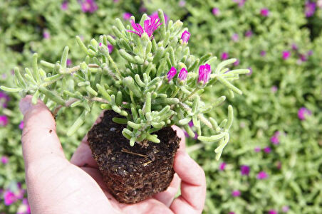 Acem Halısı Yer Örtücü- Yayılıcı Bitki 40 Adet