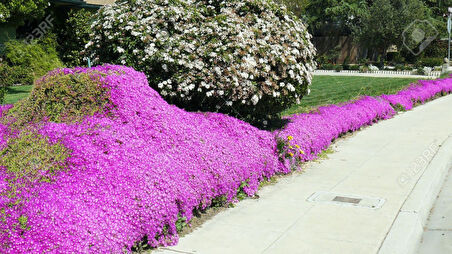 Acem Halısı Yer Örtücü- Yayılıcı Bitki 80 Adet
