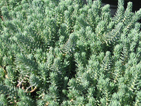 Sedum  Reflexum Dam Koruğu – Yer Örtücü-Yayılıcı Bitki 135 Adet