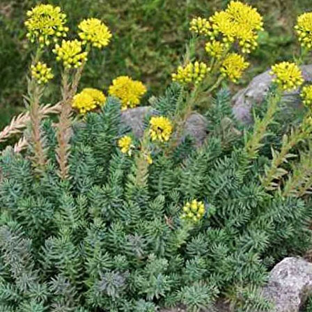 Sedum  Reflexum Dam Koruğu – Yer Örtücü-Yayılıcı Bitki 135 Adet