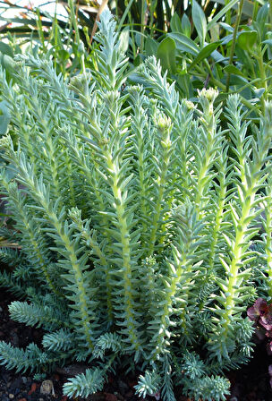 Sedum Reflexum Yer  Örtücü Bitki 90 Adet