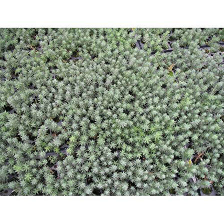 SEDUM REFLEXUM 45 ADET - TERARYUM İÇİN SUKULENT BİTKİ