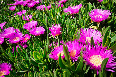 Kaz Ayağı Çiçeği – Çok Yıllık – Yer Örtücü Bitki 135 Adet