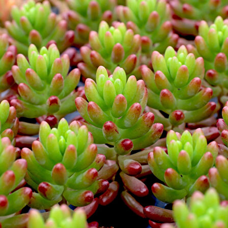 Sedum rubrotinctum – Jelibon Sukulent  90 Adet