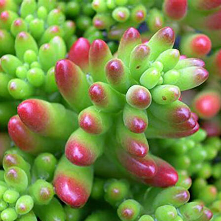 Sedum rubrotinctum – Jelibon Sukulent  90 Adet