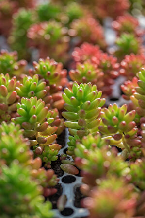 Sedum rubrotinctum – Jelibon Sukulent  90 Adet