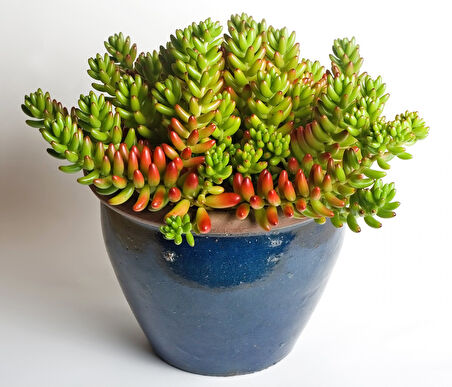 Sedum rubrotinctum – Jelibon Sukulent  90 Adet