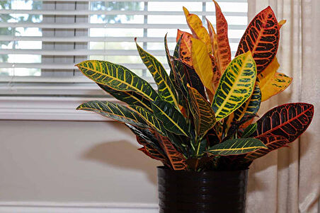 Kraton – Croton Petra 20-30 cm 3 Adet