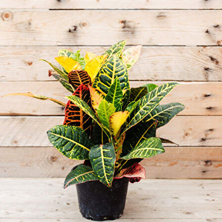 Kraton – Croton Petra 20-30 cm 3 Adet