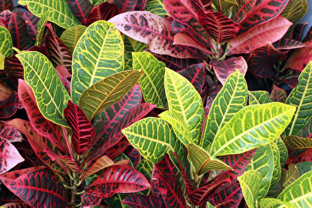 Kraton – Croton Petra 20-30 cm 3 Adet