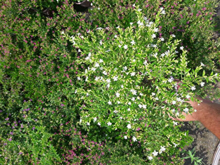 Kufeya -Cennet Çiçeği Mix  Pembe-Beyaz 20 Adet