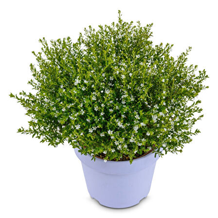 Kufeya - Cennet Çiçeği Mix Pembe-Beyaz 50 Adet