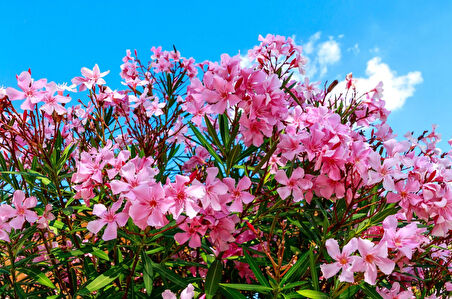 Zakkum -  Nerium Oleander 3 Adet