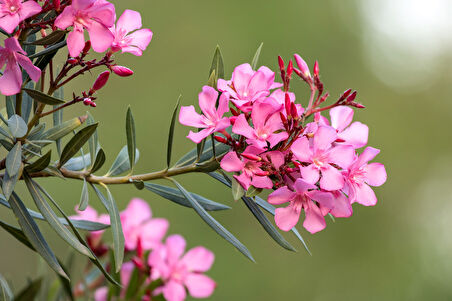 Zakkum -  Nerium Oleander 3 Adet