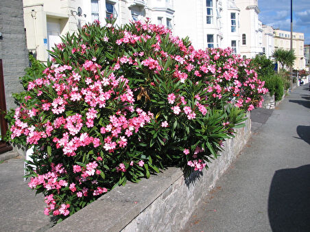 Zakkum -  Nerium Oleander 3 Adet