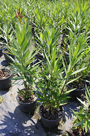 Zakkum -  Nerium Oleander 3 Adet