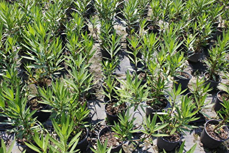 Zakkum -  Nerium Oleander  5 Adet