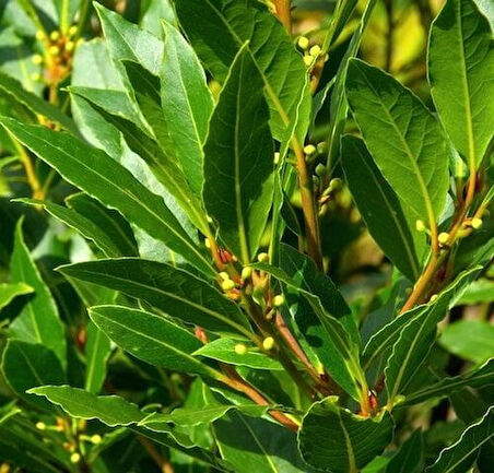 Defne - Laurus nobilis L.3 Adet