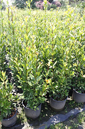 Defne - Laurus nobilis L.3 Adet